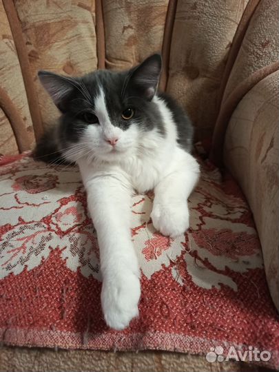 Отдам бесплатно