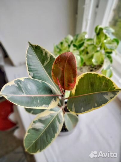 Фикус эластика белиз