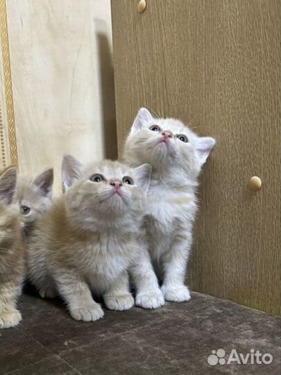 Котята от мамы британки