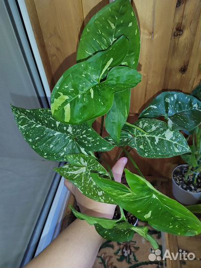 Комнатные растения сингониум