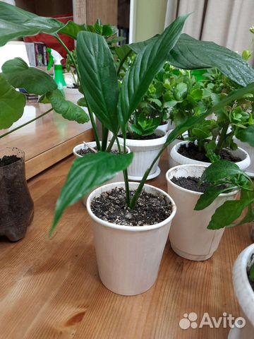 Спатифиллум