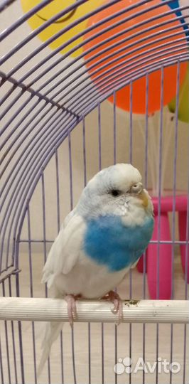 Волнистый попугай, самка