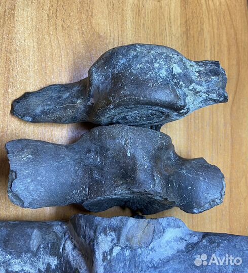 Окаменелые позвонки