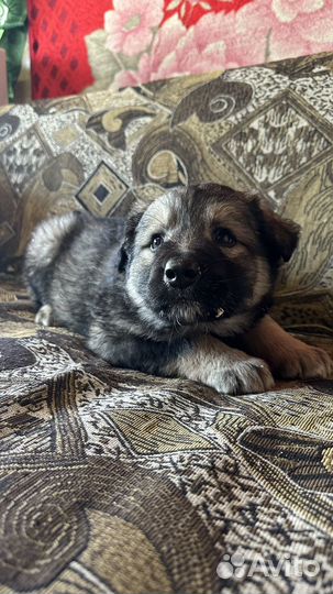Собаки щенки