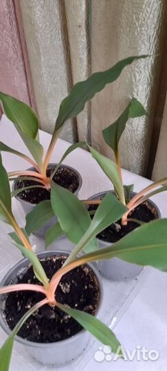 Хлорофитум оранж