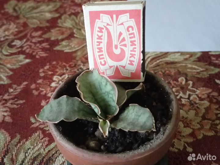 Сансевиерия