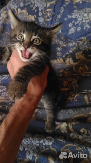 Бенгальский котенок мальчик