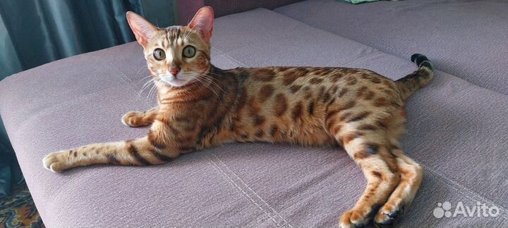 Бенгальская кошка вязка