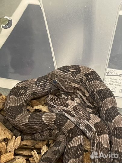 Змея Маисовый полоз