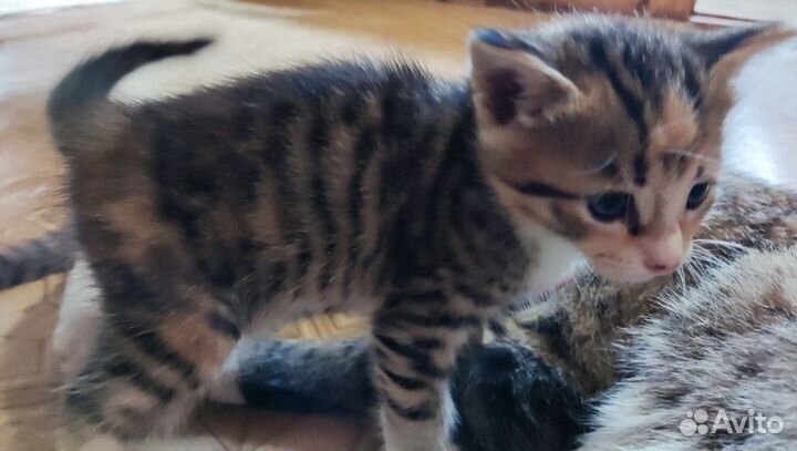 Милые котики в добрые ручки