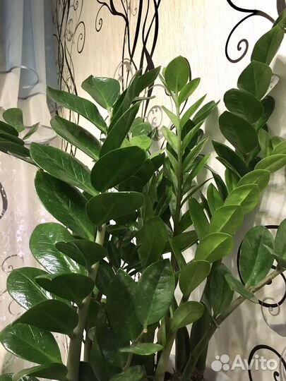 Замиокулькас