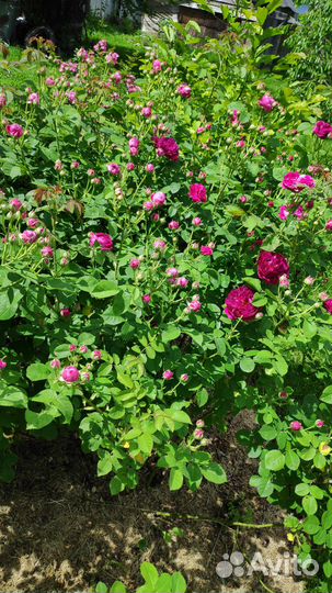 Саженцы розы Дамасской