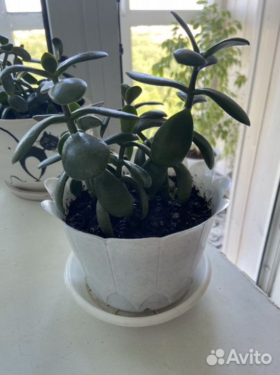 Толстянка(денежное дерево)