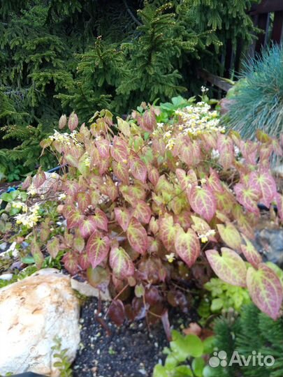 Горянка Е. х versicolor var. sulphureum