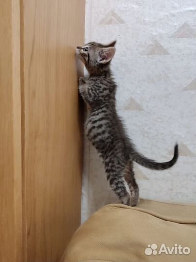 Котенок мальчик 2,5 месяца в добрые руки