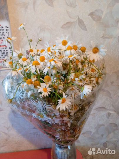 Ромашки луговые букет