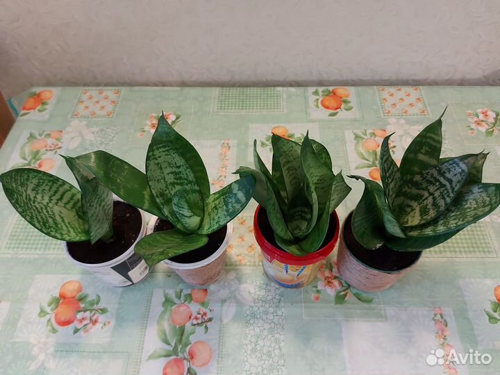 Сансевиерия Хана