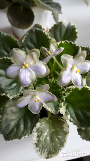 Фиалка-стартер