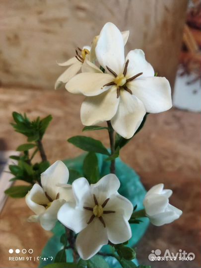 Гардения жасминовидная