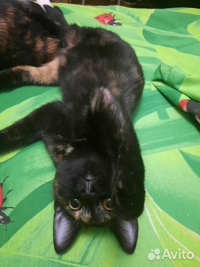 В добрые руки