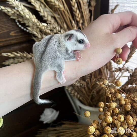 Белка летяга