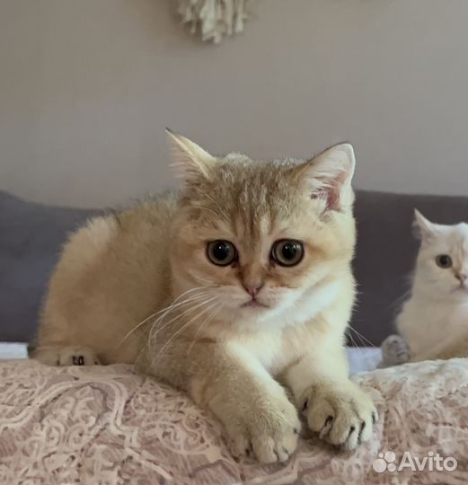 Золотой малыш