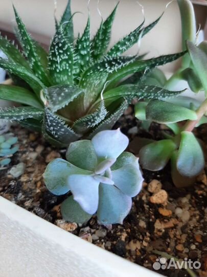 Эхиверия суккуленты