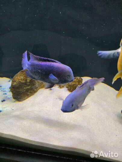 Американские цихлиды