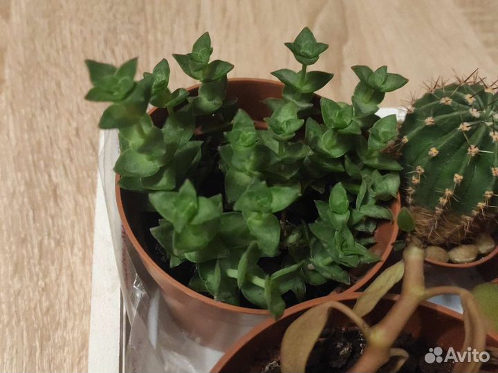 Суккуленты