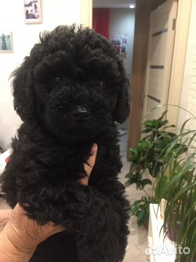 Щенок малый пудель