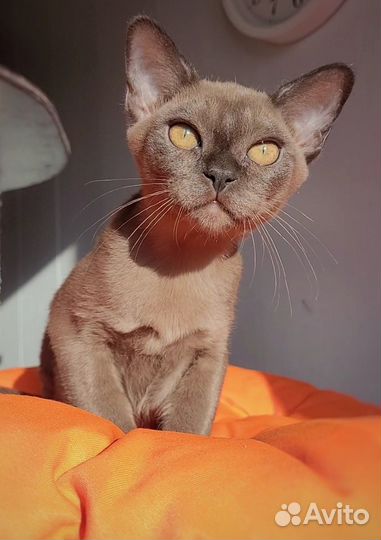 Бурманский котенок соболиного окраса
