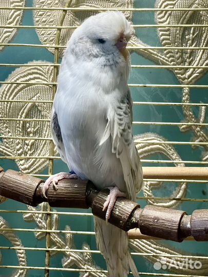 Выставочный волнистый попугай ввп Чех