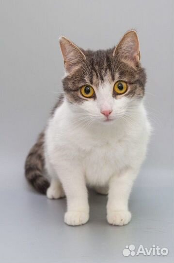 Кошка 1,5 года