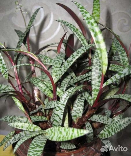 Сингониумы, Филодендроны, Монстера, Ледебурия