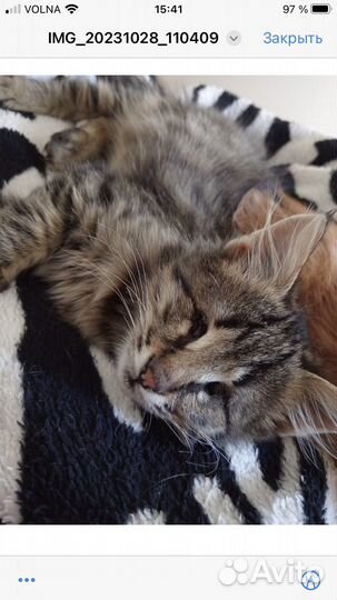 Особенный котенок