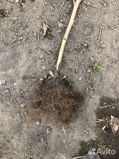 Саженцы малины сорт полька