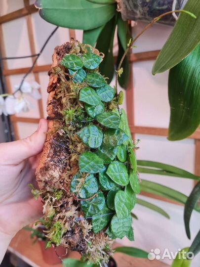 Черенки Dischidia hirsuta(хойя церопегия)