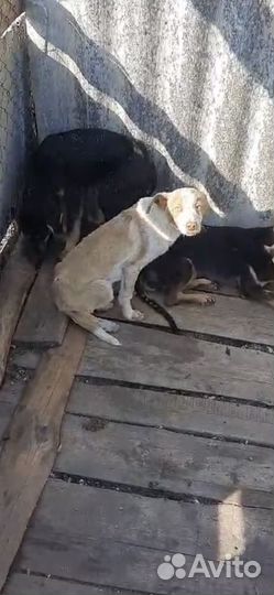 Истощенным щенкам нужен дом