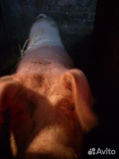 Три свиноматки