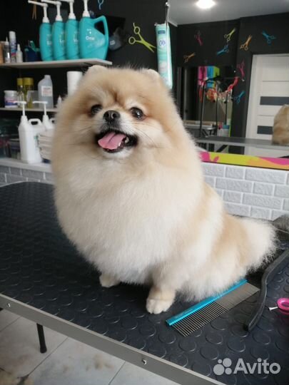 Требуется грумер, зарплата от 40 т