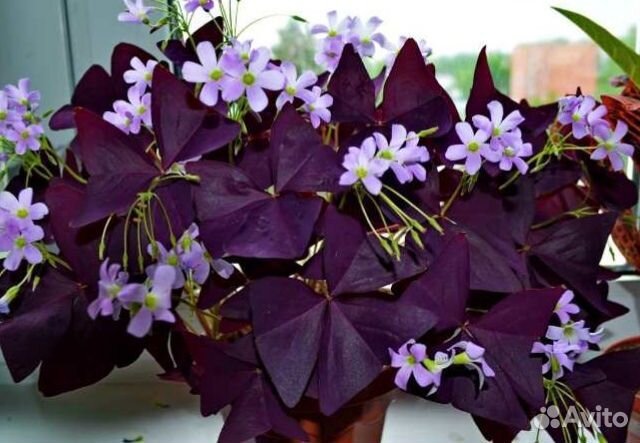 Комнатные цветы оксалис