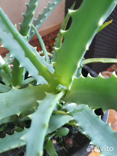 Алоэ лечебный