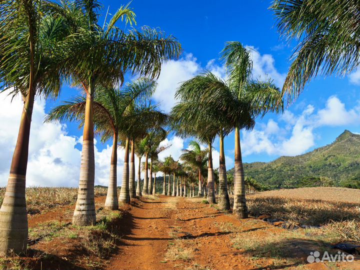 Поездка на Mauritius на 7 ночей за 2-х человек