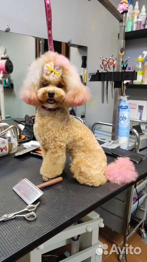 Вязка Той-пудель