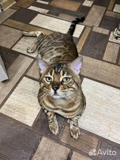 Бенгальский кот вязка
