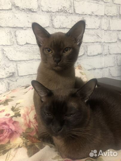 Котенок Бурма