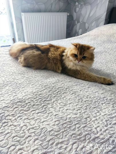 Британский кот вязка