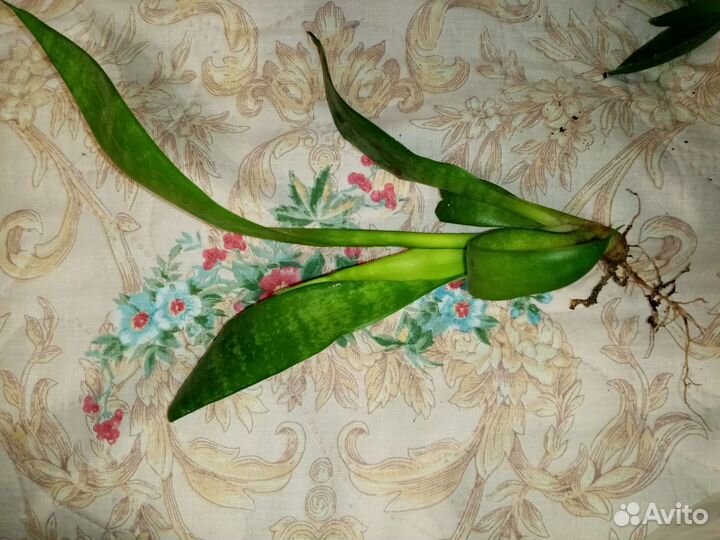 Алоэ продам или обменяю на суккулент