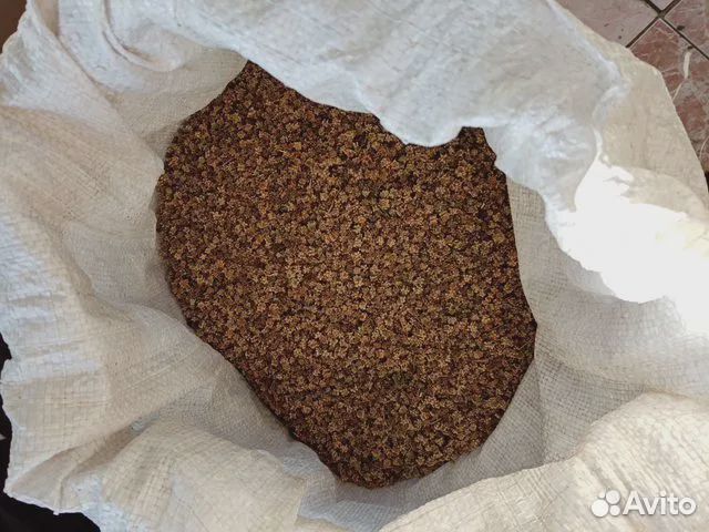 Продается семена кормовой свеклы