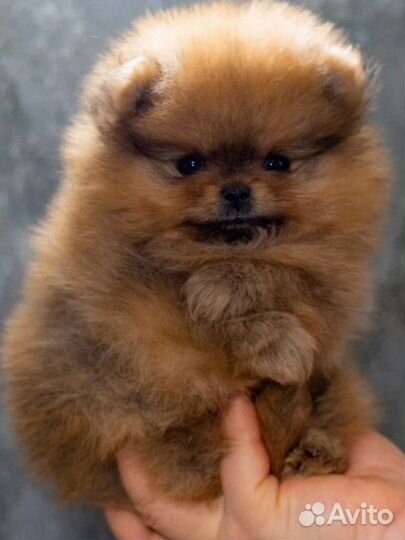 Щенки шпица девочки и мальчики